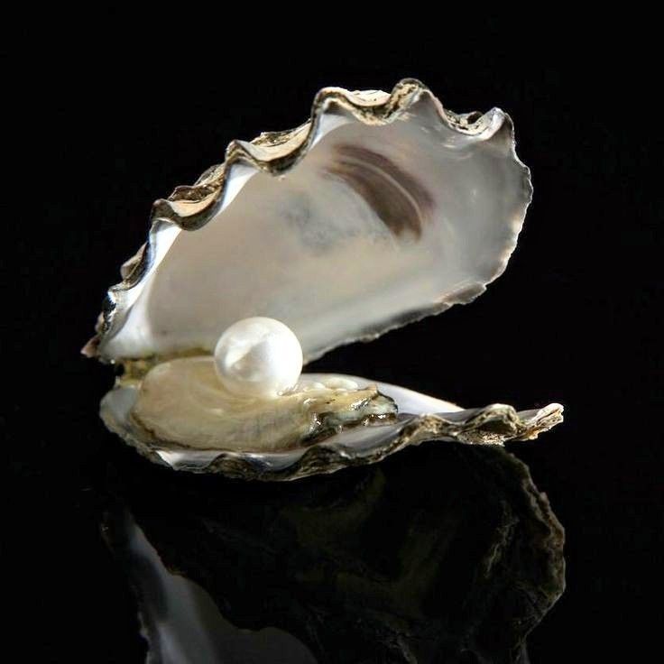 Une huitre ouverte posée sur une surface noire et réfléchissante, avec en son sein une perle ronde.
